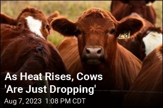 Heat Has Been Killing Hundreds of Cows on US Farms