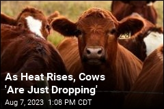 Heat Has Been Killing Hundreds of Cows on US Farms