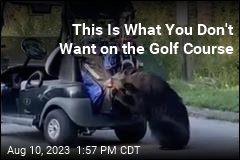 Forget Cocaine Bear: Now We Have Golf Bear
