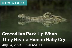 Crocodiles Perk Up When They Hear a Human Baby Cry