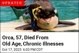 Orca Dies at Miami Seaquarium After Half-Century in Captivity