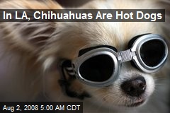 In LA, Chihuahuas Are Hot Dogs