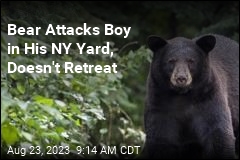 Boy Attacked by Bear 40 Miles From NYC