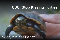 CDC: &#39;Don&#39;t Kiss or Snuggle Your Turtle&#39;