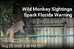 Wild monkey sightings in Florida prompt warnings from officials
