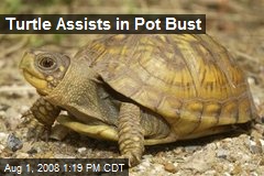 Turtle Assists in Pot Bust