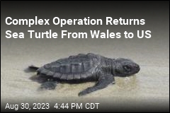 Complex Operation Returns Sea Turtle From Wales to US