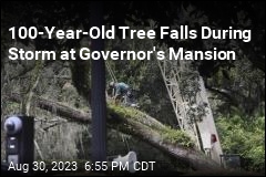 100-Year-Old Tree Falls During Storm at Governor&#39;s Mansion