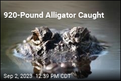 Hunters Land Gigantic Alligator