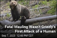 Fatal Mauling Wasn&#39;t Grizzly&#39;s First Attack of a Human