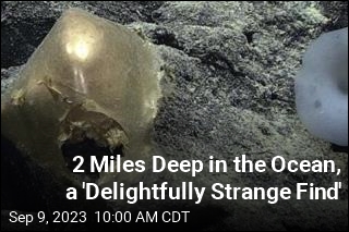 2 Miles Deep in the Ocean, a &#39;Delightfully Strange Find&#39;