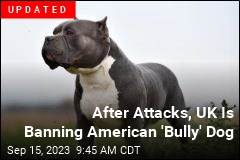UK Looks to Ban American &#39;Bully&#39; Dog
