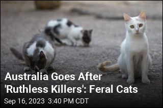 All Cats Could Get a Curfew in Australia