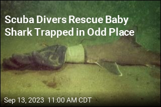 Scuba Divers Rescue Baby Shark Trapped in Odd Place