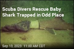 Scuba Divers Rescue Baby Shark Trapped in Odd Place