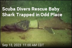 Scuba Divers Rescue Baby Shark Trapped in Odd Place