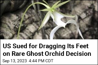 US Sued for Dragging Its Feet on Rare Ghost Orchid Decision