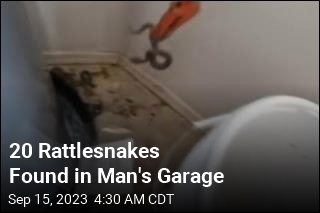 20 Rattlesnakes Found in Man&#39;s Garage