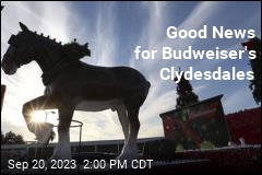 Good News for Budweiser&#39;s Clydesdales