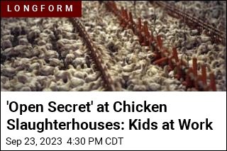 &#39;Open Secret&#39; at Chicken Slaughterhouses: Kids at Work