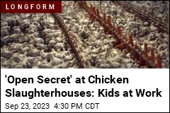 &#39;Open Secret&#39; at Chicken Slaughterhouses: Kids at Work