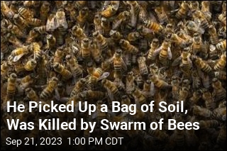 Swarm of Bees Kills Kentucky Man on Porch
