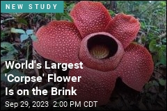 World&#39;s Largest &#39;Corpse&#39; Flower Is on the Brink