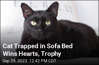 Cat Trapped in Sofa Bed Wins Hearts, Trophy