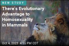 There&#39;s Evolutionary Advantage to Homosexuality in Mammals
