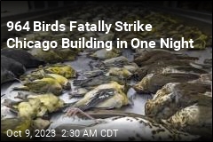964 Birds Fatally Strike Chicago Building in One Night