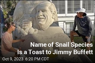 Name of Snail Species Is a Toast to Jimmy Buffett