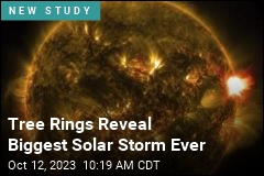 Tree Rings Reveal Biggest Solar Storm Ever