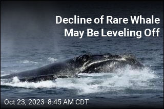 Decline of Rare Whale May Be Leveling Off