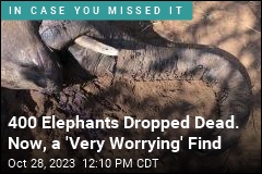 400 Elephants Dropped Dead. Now, a &#39;Very Worrying&#39; Find