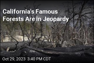 California&#39;s Forests Are in Jeopardy
