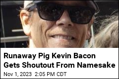 Runaway Pig Kevin Bacon Gets Shoutout From Namesake