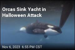 Orcas Sink Yacht in Halloween Attack