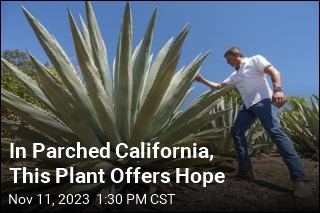 In Parched California, This Plant Offers Hope