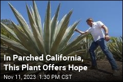 In Parched California, This Plant Offers Hope