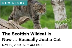 The Scottish Wildcat Is Now ... Basically Just a Cat