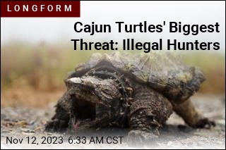 Cajun Turtles&#39; Biggest Threat: Illegal Hunters