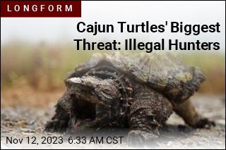 Cajun Turtles&#39; Biggest Threat: Illegal Hunters