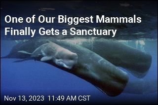 One of Our Biggest Mammals Finally Gets a Sanctuary
