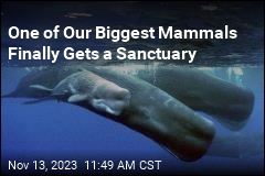 One of Our Biggest Mammals Finally Gets a Sanctuary