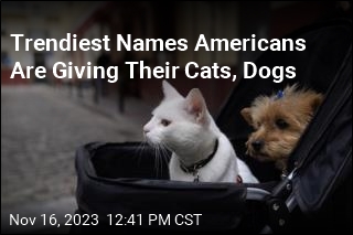 Trendiest Names for Cats, Dogs