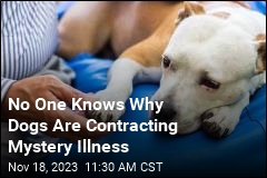 No One Knows Why Dogs Are Contracting Mystery Illness