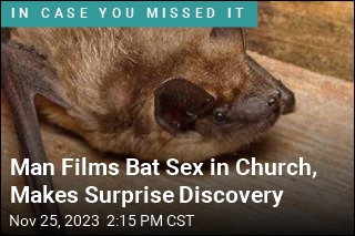 Man Films Bat Sex in Church, Makes Surprise Discovery