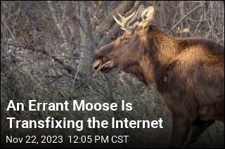 One Moose Is Transfixing the Internet
