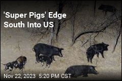 Canada&#39;s Wild Pig Headache Could Become US Problem