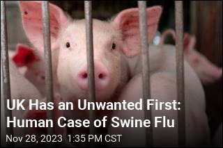 UK Sees an Unwanted First: Swine Flu in a Human